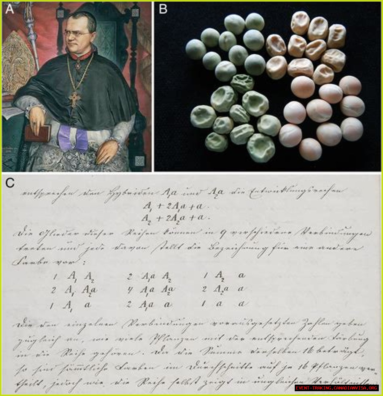 Discoveries And Insights Into Jade Ohsoyoujade